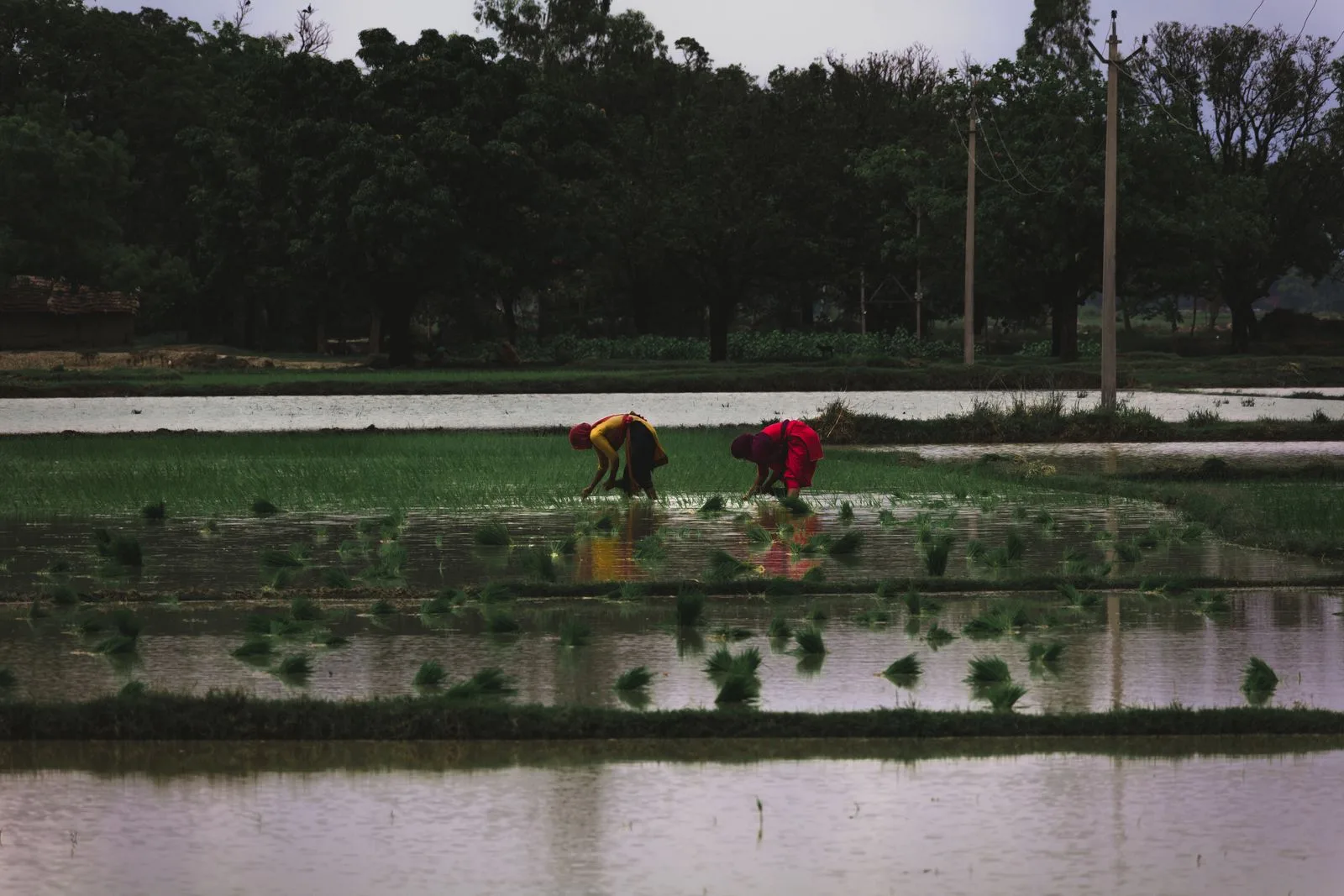 Women working in rice fields in rural Uttar Pradesh, India